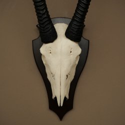 Oryx (Oryx gazella) Antilope HL 80 cm Hoorns los Spiesbok Afrika Schedeltrofee Schild 88.3.118