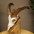 Mufflon (Ovis gmelini musimon) Ram met klein gewei,...