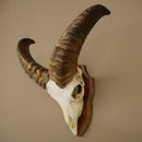 Mufflon (Ovis gmelini musimon) Ram met klein gewei,...