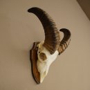Mufflon (Ovis gmelini musimon) Ram met klein gewei, schedeltrofee HL 26 cm op trofeeschild 82.1.152