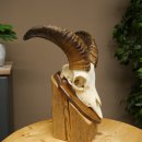 Mufflon (Ovis gmelini musimon) Ram met klein gewei, schedeltrofee HL 26 cm op trofeeschild 82.1.152