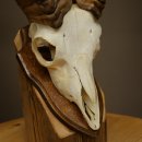 Mufflon (Ovis gmelini musimon) Ram met klein gewei, schedeltrofee HL 26 cm op trofeeschild 82.1.152