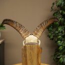 Mufflon (Ovis gmelini musimon) Ram met klein gewei, schedeltrofee HL 26 cm op trofeeschild 82.1.152