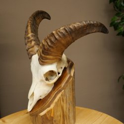 Mufflon (Ovis gmelini musimon) Ram met klein gewei, schedeltrofee HL 26 cm op trofeeschild 82.1.152