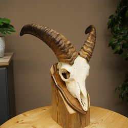 Mufflon (Ovis gmelini musimon) Ram met klein gewei, schedeltrofee HL 26 cm op trofeeschild 82.1.152