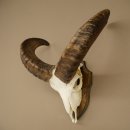 Mufflon (Ovis gmelini musimon) Ram Gewei Schedeltrofee HL...