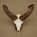 Muflone (Ovis gmelini musimon) – Corna di ariete – Trofeo cranico – Altezza 35,5 cm su base 82.1.153
