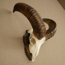 Muflone (Ovis gmelini musimon) – Corna di ariete – Trofeo cranico – Altezza 35,5 cm su base 82.1.153