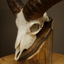 Muflone (Ovis gmelini musimon) – Corna di ariete – Trofeo cranico – Altezza 35,5 cm su base 82.1.153