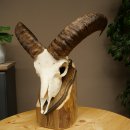 Muflone (Ovis gmelini musimon) – Corna di ariete – Trofeo cranico – Altezza 35,5 cm su base 82.1.153