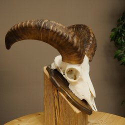Muflone (Ovis gmelini musimon) – Corna di ariete – Trofeo cranico – Altezza 35,5 cm su base 82.1.153