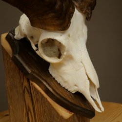 Muflone (Ovis gmelini musimon) – Corna di ariete – Trofeo cranico – Altezza 35,5 cm su base 82.1.153