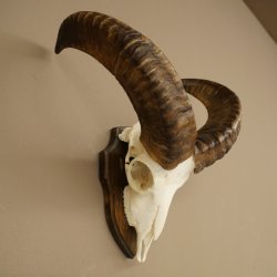Muflone (Ovis gmelini musimon) – Corna di ariete – Trofeo cranico – Altezza 35,5 cm su base 82.1.153