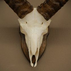 Muflone (Ovis gmelini musimon) – Corna di ariete – Trofeo cranico – Altezza 35,5 cm su base 82.1.153