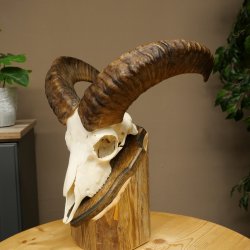 Muflone (Ovis gmelini musimon) – Corna di ariete – Trofeo cranico – Altezza 35,5 cm su base 82.1.153