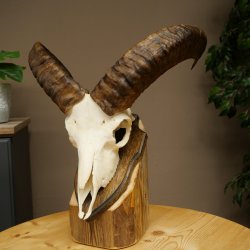 Muflone (Ovis gmelini musimon) – Corna di ariete – Trofeo cranico – Altezza 35,5 cm su base 82.1.153