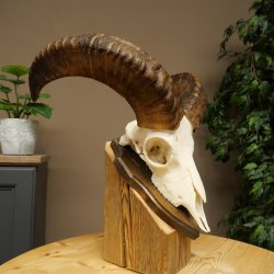 Muflone (Ovis gmelini musimon) – Corna di ariete – Trofeo cranico – Altezza 35,5 cm su base 82.1.153