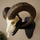 Mufflon (Ovis gmelini musimon) Ram met gewei,...