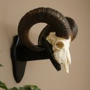 Mufflon (Ovis gmelini musimon) Ram met gewei,...