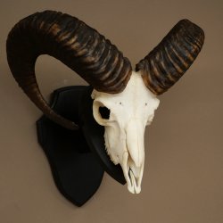 Mufflon (Ovis gmelini musimon) Ram met gewei, schedeltrofee HL 64,5 cm op trofeeschild 82.1.154