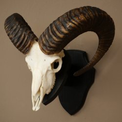 Mufflon (Ovis gmelini musimon) Ram met gewei, schedeltrofee HL 64,5 cm op trofeeschild 82.1.154