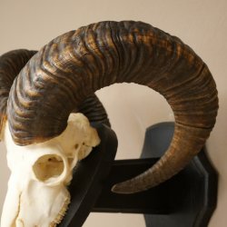 Mufflon (Ovis gmelini musimon) Ram met gewei, schedeltrofee HL 64,5 cm op trofeeschild 82.1.154