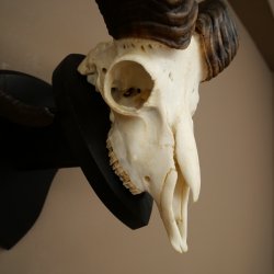 Mufflon (Ovis gmelini musimon) Ram met gewei, schedeltrofee HL 64,5 cm op trofeeschild 82.1.154