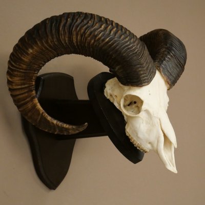 Muflone (Ovis gmelini musimon) – Corna di ariete – Trofeo cranico – Altezza 68 cm su base 82.1.155