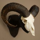 Mufflon (Ovis gmelini musimon) Ram, gewei, schedeltrofee,...