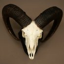 Muflone (Ovis gmelini musimon) – Corna di ariete – Trofeo cranico – Altezza 68 cm su base 82.1.155