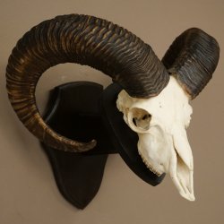 Muflone (Ovis gmelini musimon) – Corna di ariete – Trofeo cranico – Altezza 68 cm su base 82.1.155