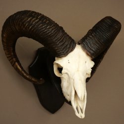 Muflone (Ovis gmelini musimon) – Corna di ariete – Trofeo cranico – Altezza 68 cm su base 82.1.155