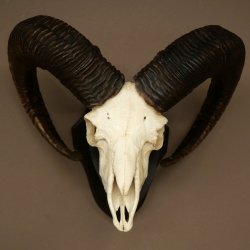 Muflone (Ovis gmelini musimon) – Corna di ariete – Trofeo cranico – Altezza 68 cm su base 82.1.155