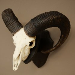 Muflone (Ovis gmelini musimon) – Corna di ariete – Trofeo cranico – Altezza 68 cm su base 82.1.155