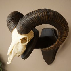 Muflone (Ovis gmelini musimon) – Corna di ariete – Trofeo cranico – Altezza 68 cm su base 82.1.155