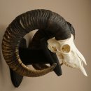 Mufflon (Ovis gmelini musimon) Ram met indrukwekkend...