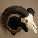 Muflone (Ovis gmelini musimon) Ariete con corna imponenti, trofeo cranico HL 83 cm su targa da trofeo 82.1.156