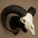Muflone (Ovis gmelini musimon) Ariete con corna imponenti, trofeo cranico HL 83 cm su targa da trofeo 82.1.156