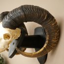 Muflone (Ovis gmelini musimon) Ariete con corna imponenti, trofeo cranico HL 83 cm su targa da trofeo 82.1.156