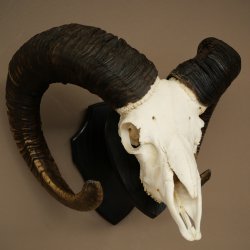 Muflone (Ovis gmelini musimon) Ariete con corna imponenti, trofeo cranico HL 83 cm su targa da trofeo 82.1.156