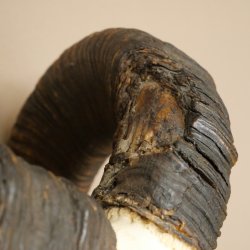 Muflone (Ovis gmelini musimon) Ariete con corna imponenti, trofeo cranico HL 83 cm su targa da trofeo 82.1.156
