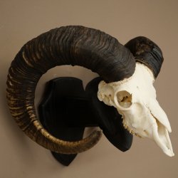 Muflone (Ovis gmelini musimon) Ariete con corna imponenti, trofeo cranico HL 83 cm su targa da trofeo 82.1.156