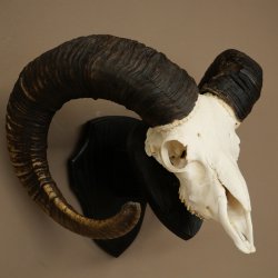 Muflone (Ovis gmelini musimon) Ariete con corna imponenti, trofeo cranico HL 83 cm su targa da trofeo 82.1.156