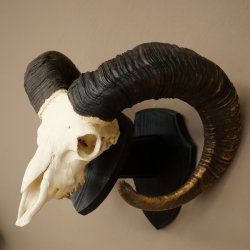Muflone (Ovis gmelini musimon) Ariete con corna imponenti, trofeo cranico HL 83 cm su targa da trofeo 82.1.156