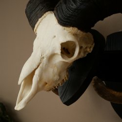 Muflone (Ovis gmelini musimon) Ariete con corna imponenti, trofeo cranico HL 83 cm su targa da trofeo 82.1.156