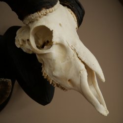 Muflone (Ovis gmelini musimon) Ariete con corna imponenti, trofeo cranico HL 83 cm su targa da trofeo 82.1.156