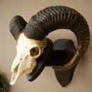 Mufflon (Ovis gmelini musimon) Ram met gewei,...