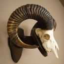 Mufflon (Ovis gmelini musimon) Ram met gewei,...