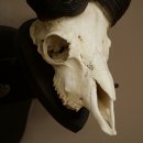 Mufflon (Ovis gmelini musimon) Ram met gewei, schedeltrofee, HL 69 cm op trofeeschild 82.1.157