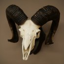 Mufflon (Ovis gmelini musimon) Ram met gewei, schedeltrofee, HL 69 cm op trofeeschild 82.1.157
